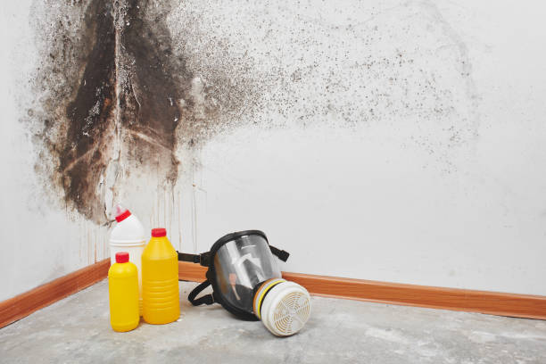 Best Fast Mold Removal  in Aquia Harbour, VA