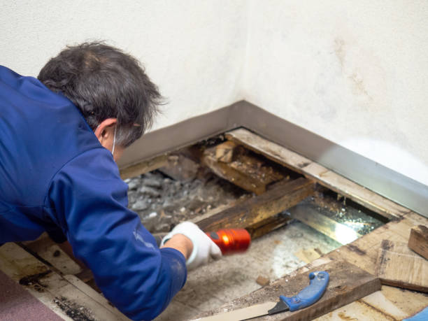Best Black Mold Removal  in Aquia Harbour, VA