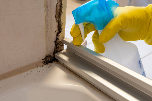 Best Certified Mold Removal  in Aquia Harbour, VA