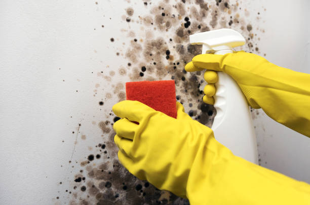 Best Affordable Mold Removal  in Aquia Harbour, VA