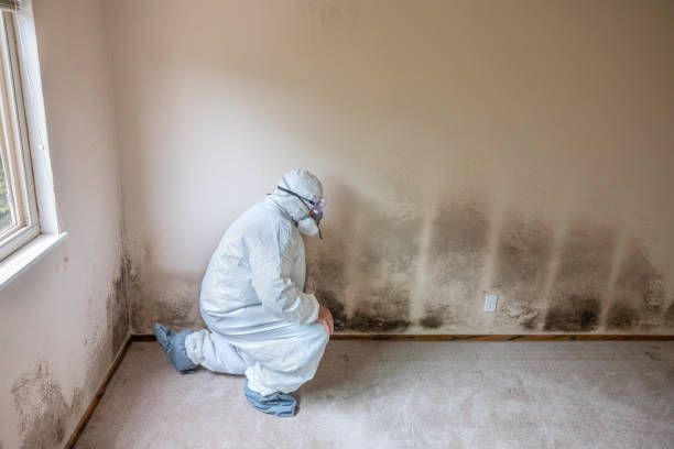 Mold Removal and Inspection in Aquia Harbour, VA