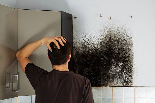 Best Mold Testing  in Aquia Harbour, VA