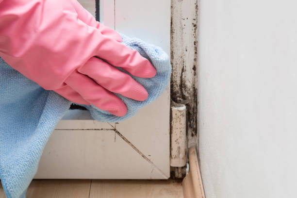 Best Mold Remediation Services  in Aquia Harbour, VA